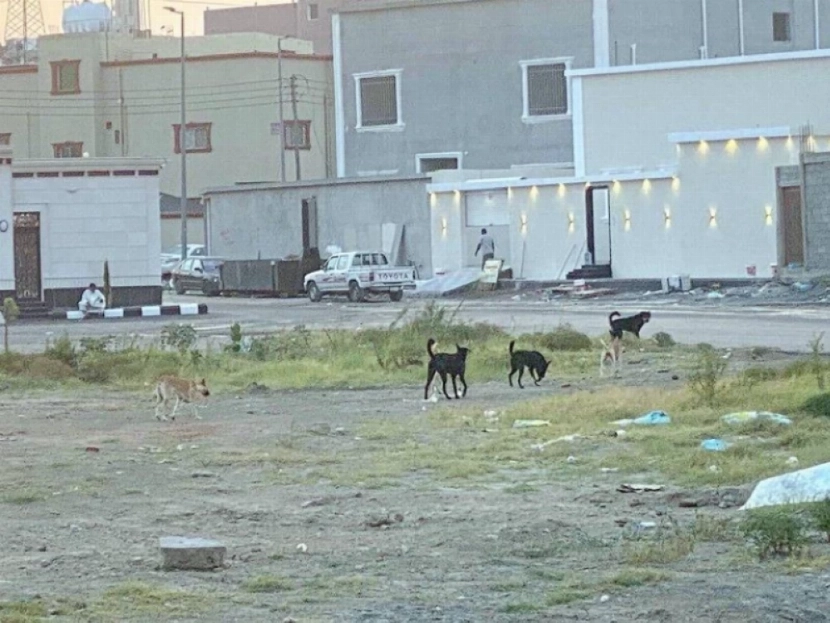 You are currently viewing كلاب عقورة تهاجم مواطناً في الحوية