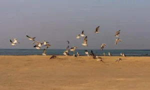 جدة: إطلاق 63 طائراً بحرياً في كورنيش جدة