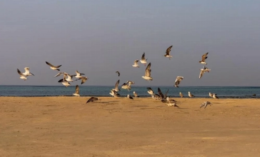 You are currently viewing جدة: إطلاق 63 طائراً بحرياً في كورنيش جدة
